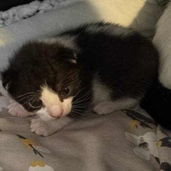 Jane -  Domestic Short Hair Cat for Adoption in New York, New York - Jane | PetCurious