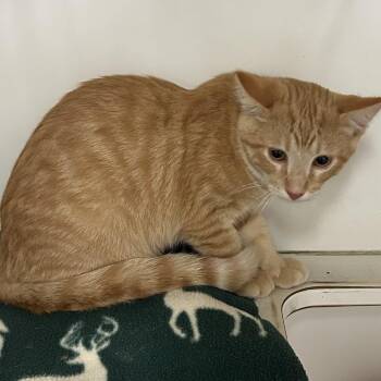 Loafer -  Domestic Short Hair Cat for Adoption in Mason City, Iowa - Loafer | PetCurious