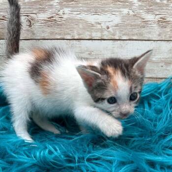 Lemur -  Domestic Short Hair Cat for Adoption in Lexington, Kentucky - Lemur | PetCurious