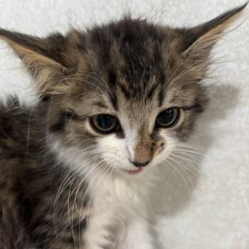 Ange -  Domestic Medium Hair Cat for Adoption in Belleville, Illinois - Ange | PetCurious