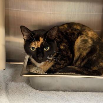 Priscilla -  Domestic Short Hair and Mixed Breed Cat for Adoption in Indianapolis, Indiana - Priscilla | PetCurious