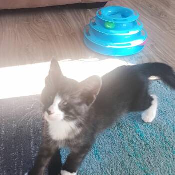 Phoenix -  Domestic Medium Hair Cat for Adoption in Ferndale, Washington - Phoenix | PetCurious