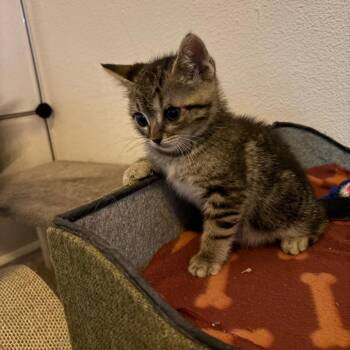 Medallion -  Domestic Short Hair Cat for Adoption in Westminster, California - Medallion | PetCurious