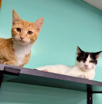 Rescue American Shorthair Cats for Adoption in Frederick, Maryland - Sunshine & Cherry | PetCurious