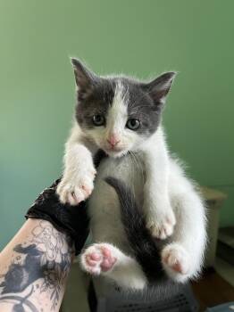 Domestic Short Hair Cats Available for Adoption - Pup | PetCurious