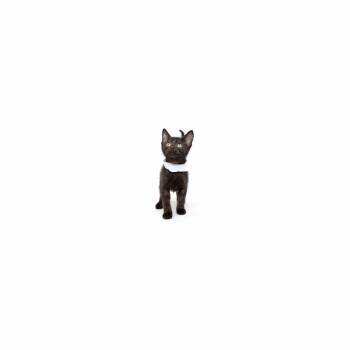 Domestic Short Hair Cats Available for Adoption in Los Angeles, California - Ghirardelli | PetCurious
