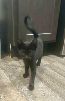 Leo -  Domestic Short Hair Cat Available for Adoption in Noble, Oklahoma - Leo | PetCurious