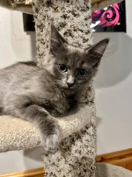 Shiitake -  Domestic Medium Hair Cat for Adoption in Emerald Isle, North Carolina - Shiitake | PetCurious