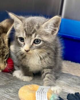 Flip -  Domestic Short Hair Cat for Adoption in Danielsville, Georgia - Flip | PetCurious
