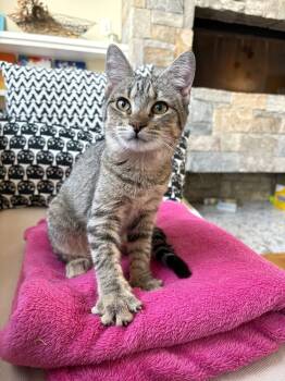 Rescue Domestic Short Hair Cats for Adoption in Elmsford, New York - Sarabi | PetCurious