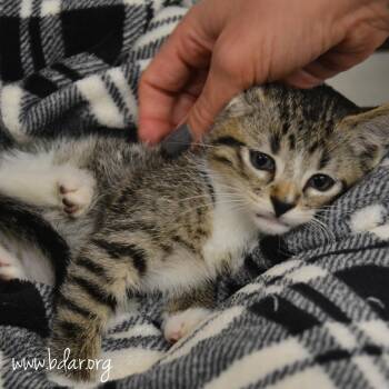 Crayon -  Domestic Short Hair Cat for Adoption in Cheyenne, Wyoming - Crayon | PetCurious