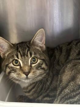 Will Turner (two Sock) -  Domestic Short Hair Cat for Adoption in Pomona, New York - Will Turner (two Sock) | PetCurious