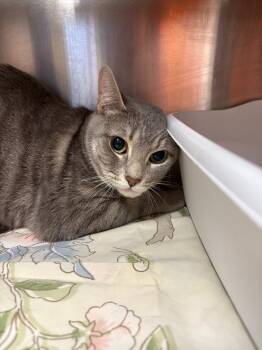 Domestic Short Hair Cats Available for Adoption - Minina | PetCurious