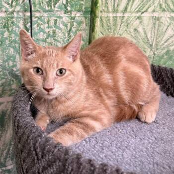Tequila -  Domestic Short Hair Cat for Adoption in Laredo, Texas - Tequila | PetCurious