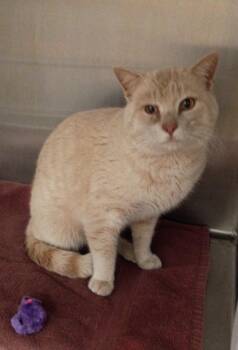 Domestic Short Hair Cats Available for Adoption - Bobbie | PetCurious