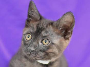Axel -  Domestic Short Hair Cat for Adoption in Portland, Oregon - Axel | PetCurious