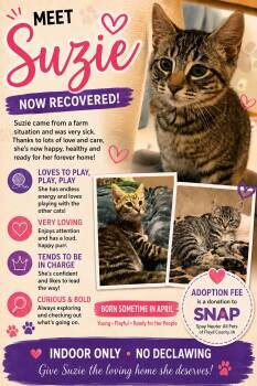 Suzie -  Domestic Short Hair Cat for Adoption in Charles City, Iowa - Suzie | PetCurious