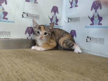 DOLLY -  Domestic Short Hair Cat for Adoption in Orlando, Florida - DOLLY | PetCurious