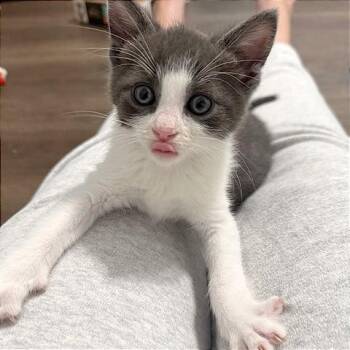 Domestic Short Hair Cats Available for Adoption in Pleasant Hill, California - A1045411 Manny | PetCurious