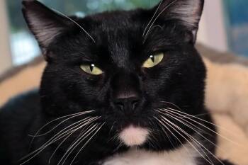Domestic Short Hair Cats Available for Adoption in Vancouver, Washington - Anders | PetCurious