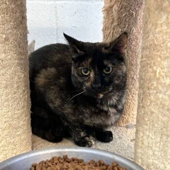 Rescue Domestic Short Hair Cats for Adoption in Ontario, California - Bonnie | PetCurious