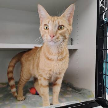 Domestic Short Hair Cats Available for Adoption in Duncan, Oklahoma - Willy | PetCurious