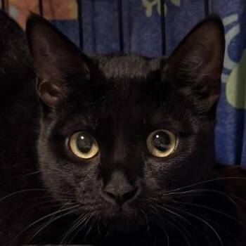 Sarabi (C000-259)- City Of Industry Location -  Domestic Short Hair Cat for Adoption in Chino Hills, California - Sarabi (C000-259)- City Of Industry Location | PetCurious