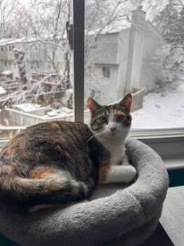 Domestic Short Hair Cats Available for Adoption - Cecily | PetCurious