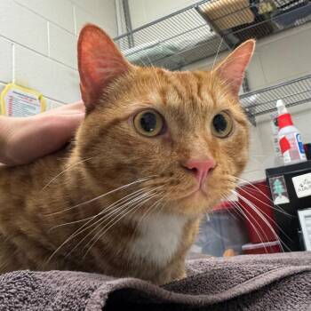 Domestic Short Hair Cats Available for Adoption in Murray, Utah - Phoenix | PetCurious