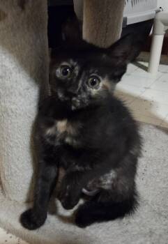 Domestic Short Hair Cats Available for Adoption in Fort Collins, Colorado - Sun Chip | PetCurious
