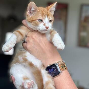 Rajah *Meet me at Eagan Petsmart* -  Domestic Short Hair Cat for Adoption in Buffalo, Minnesota - Rajah *Meet Me At Eagan Petsmart* | PetCurious