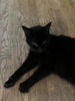 Frankie Kasche - VERY FRIENDLY SENIOR FEMALE -  Domestic Short Hair Cat for Adoption in Stowe, Pennsylvania - Frankie Kasche - VERY FRIENDLY SENIOR FEMALE | PetCurious