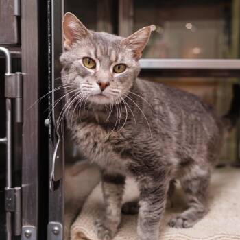 Domestic Short Hair Cats Available for Adoption in Palm Springs, California - Sake | PetCurious