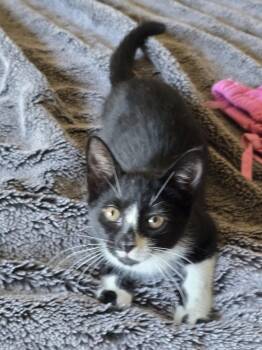 Clyde, Willow Grove Area, (FCID -  Domestic Short Hair Cat for Adoption in Greenville, Delaware - Clyde, Willow Grove Area, (FCID | PetCurious