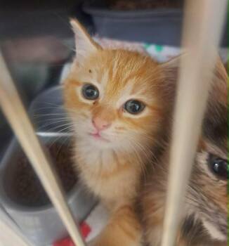 CHARLOTTE BRONTE -  Domestic Short Hair Cat for Adoption in Easton, Maryland - CHARLOTTE BRONTE | PetCurious