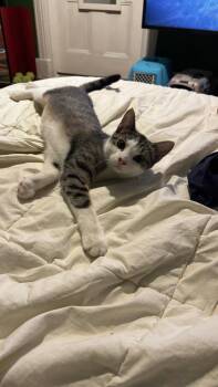 Buffy -  Domestic Short Hair Cat for Adoption - Buffy | PetCurious