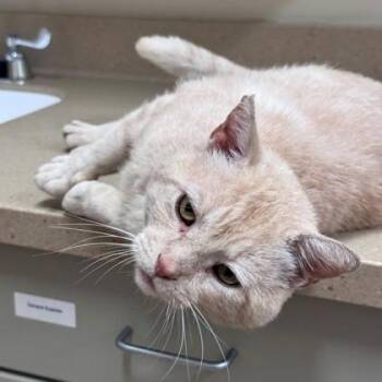Banner -  American Shorthair Cat for Adoption in Hackensack, Minnesota - Banner | PetCurious