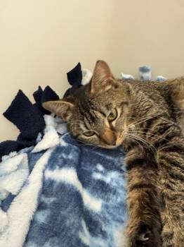 Winifred -  Domestic Short Hair Cat for Adoption in Columbia, Tennessee - Winifred | PetCurious