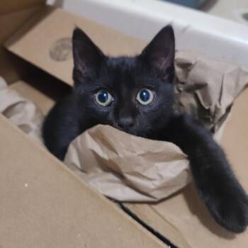 Rescue Domestic Short Hair Cats for Adoption in Barron, Wisconsin - Damien Bambino | PetCurious