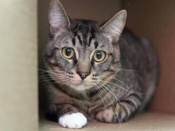 BART -  Domestic Short Hair Cat for Adoption in Phoenix, Arizona - BART | PetCurious