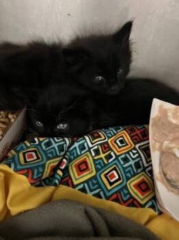 Usopp -  Domestic Long Hair and Domestic Short Hair Cat for Adoption in Longmont, Colorado - Usopp | PetCurious