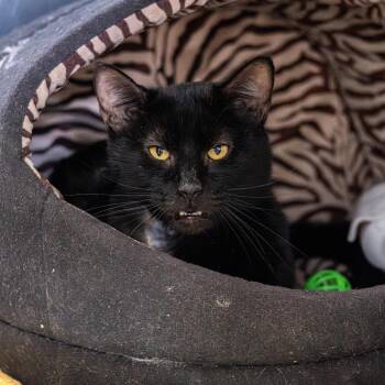 Kenya -  Domestic Short Hair Cat for Adoption in Wilmington, Delaware - Kenya | PetCurious