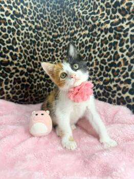 Taylor -  Calico Cat for Adoption in Tavares, Florida - Taylor | PetCurious