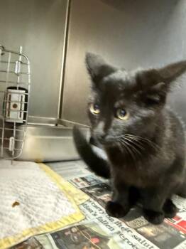 Ricotta -  Domestic Short Hair Cat for Adoption in Detroit, Michigan - Ricotta | PetCurious