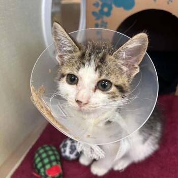 Maia -  Domestic Short Hair Cat for Adoption in West Olive, Michigan - Maia | PetCurious