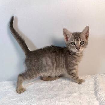 Samwise Gamgee -  Domestic Short Hair Cat for Adoption in Johnson City, Tennessee - Samwise Gamgee | PetCurious