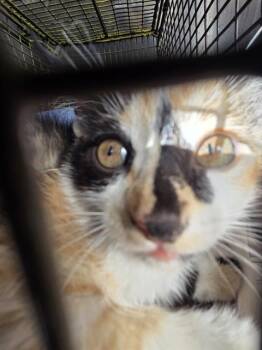 BIG DOG -  Domestic Short Hair Cat for Adoption in San Antonio, Texas - BIG DOG | PetCurious