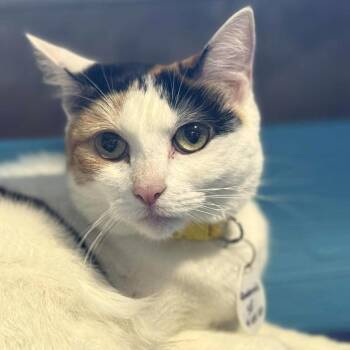 Domestic Short Hair Cats Available for Adoption - Queenie | PetCurious