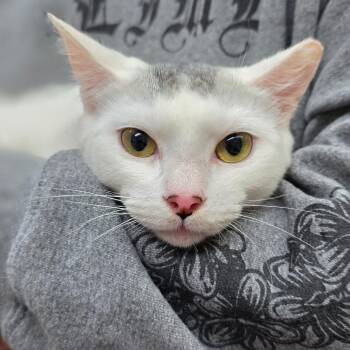 Domestic Short Hair Cats Available for Adoption in Buellton, California - Sailor Venus | PetCurious