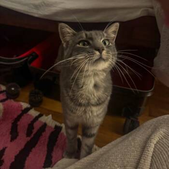 Rescue Domestic Short Hair Cats for Adoption in New York, New York - Maui | PetCurious